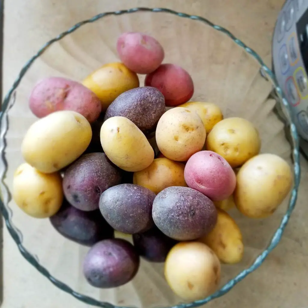 Baby red, white and purple potatoes sitting in the bowl cleaned and ready to cook